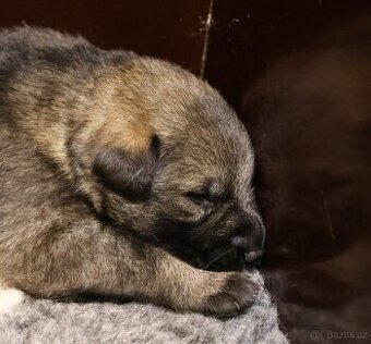 Německý ovčák štěňata s PP ❤️ - 2