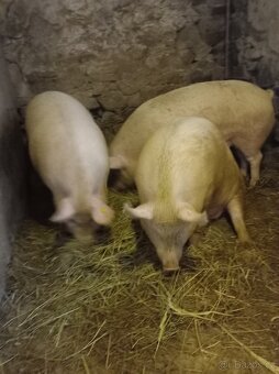 Prase na domácí zabíjačku - 2