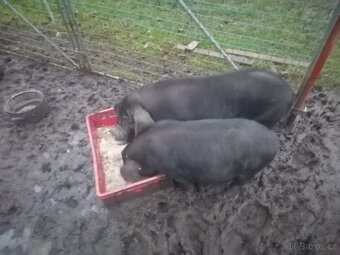 Prodám prasata - 2