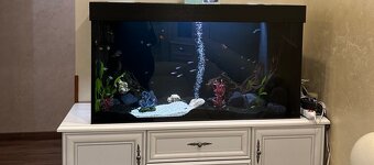 Aquarium 60 x 40 - 2