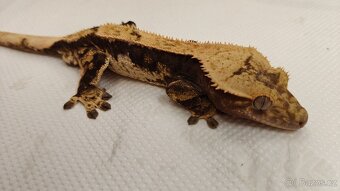 Pagekon řasnatý, correlophus cilliatus, ciliát - 2