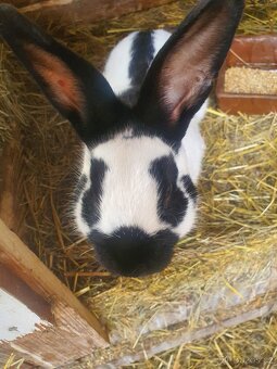 ČESKÝ STRAKAČ - 2