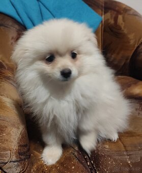 Štěňátko špic pomeranian - 2