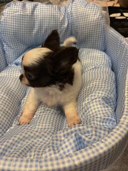 Čivava štěňátka s PP - 2