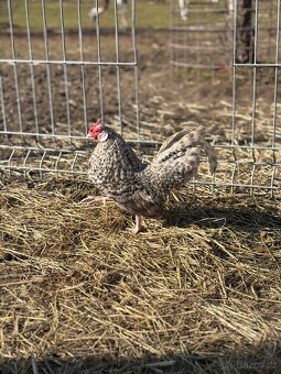 Bantamka kropenatá zdrobnělá - 2