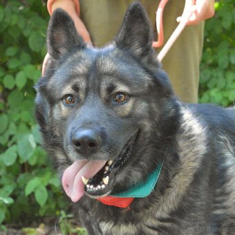 🐾 SIMBAD – energický hrdina s velkým srdcem - 2