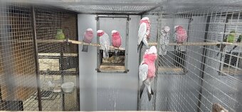 Kakadu růžový - 2