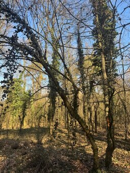 Prodej lesního pozemku k.ú. Kolín - 2