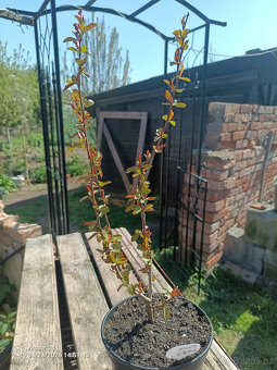 Kdoule - Kdoulovce - 2