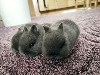 Zakrslý králík modrý - 2