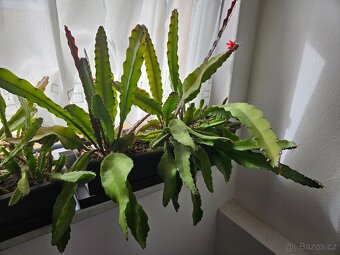Epiphyllum ackermannii - 2
