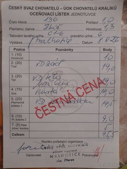 zakrslý bílopesíkatý černý s PP - 2