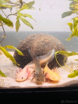 Axolotl - 2