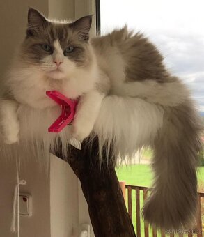 Krásný Ragdoll na krytí - 2