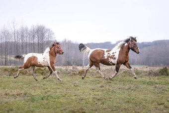 Huculská klisna, hucul, homozygotní Tobiano, pony, malý kůň - 2