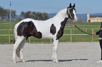 Barokní pinto homozygotní hřebec - připouštění - 2