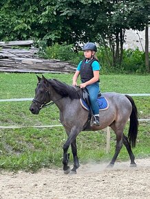 Pony na prodej - 2