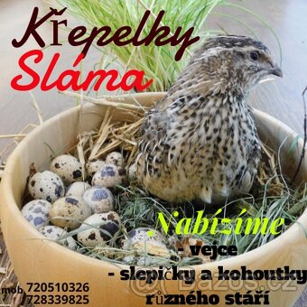 Křepelky - 2