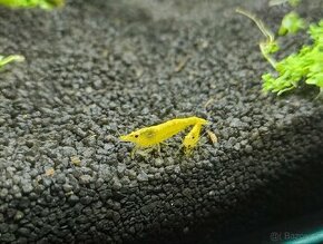 Neocardina krevety - 2
