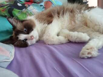 Ragdoll kočička bez pp - 2