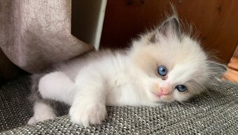 ❤️❤️Nádherná kočička Ragdoll s PP - 2
