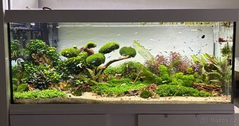 Prodám Okružák RŮŽOVÝ - Planorbella duryi pink - 2