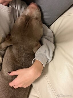 ‘Lovecky’ american bully - 2