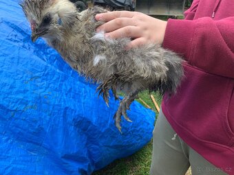 Hedvábnička velká kohout - 2