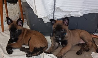 Nabízím štěňátka belgického ovčáka mslinois s PP - 2