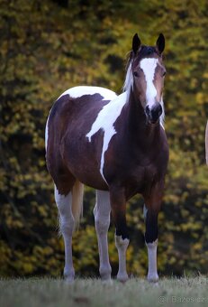 Klisna APH 3 letá - 2