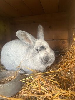 Prodám mladé samce i samice VSS - 2