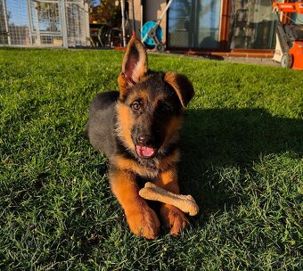 Německý ovčák štěňata - 2