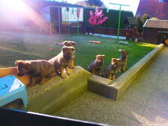 Německý ovčák štěňata - 2