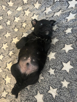 Stafordšírský bulteriér s PP - 2