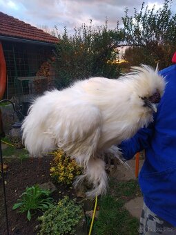 Kohout  Hedvábnička  bílá vousatá - 2