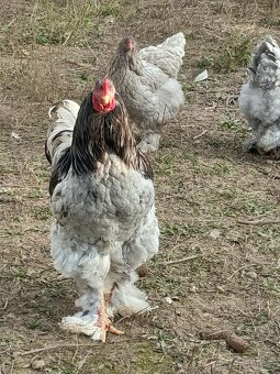 Brahmanka velká modrá - 2