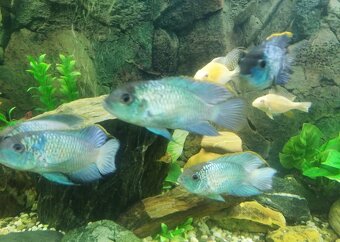 Akara Blue neon - 2