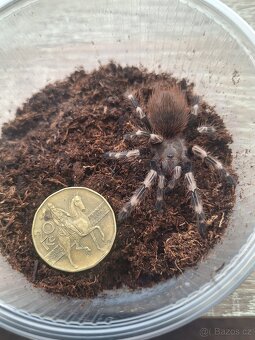 Sklípkan Nhandu chromatus - 2