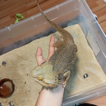 Agama vousatá ( samec ) - 2