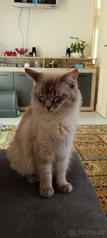 Ragdoll koťátka - 2