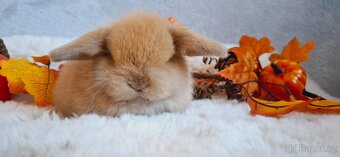 🥰Luxusni minilop 🥰 - 2