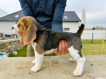 Štěně bígla s PP - 2