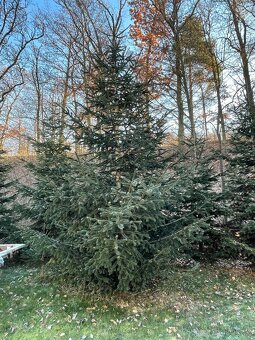 Jedle kavkazská - vánoční stromek - 2