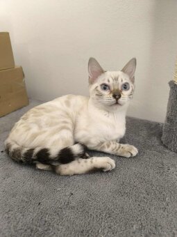 Bengálská kočka, koťata, kočička 🐆 - 2