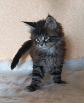 Mainská mývalí kočka s PP - 2