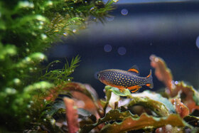 Dánio perlové - Razbora galaxy - 2