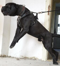 Bandog - 2