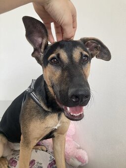 MYSTERY K ADOPCI - nejvěrnější parťačka - 2