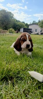 Basset hound - 2