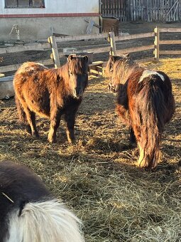 Shetlandský pony - hříbata - 2